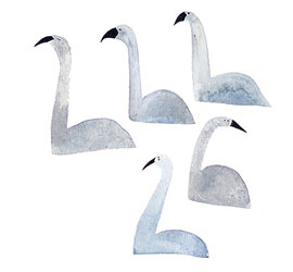 Swan drawing by Mia November